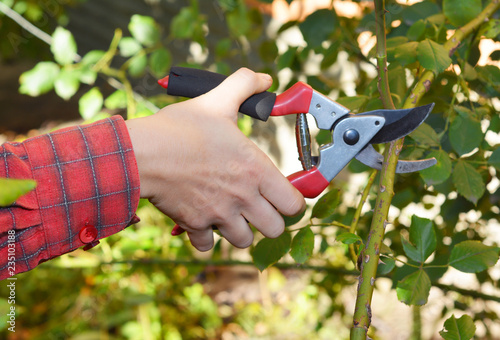 Gardener hand pruning climbing roses with garden pruning scissors