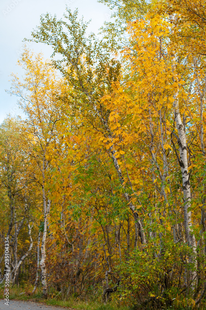 Gold autumn, yellow leafs, Russian Nord, Kirovsk, birch