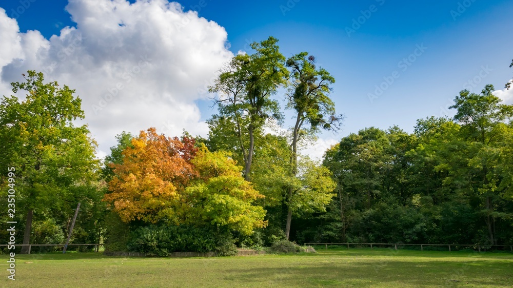 Naklejka premium Forêt