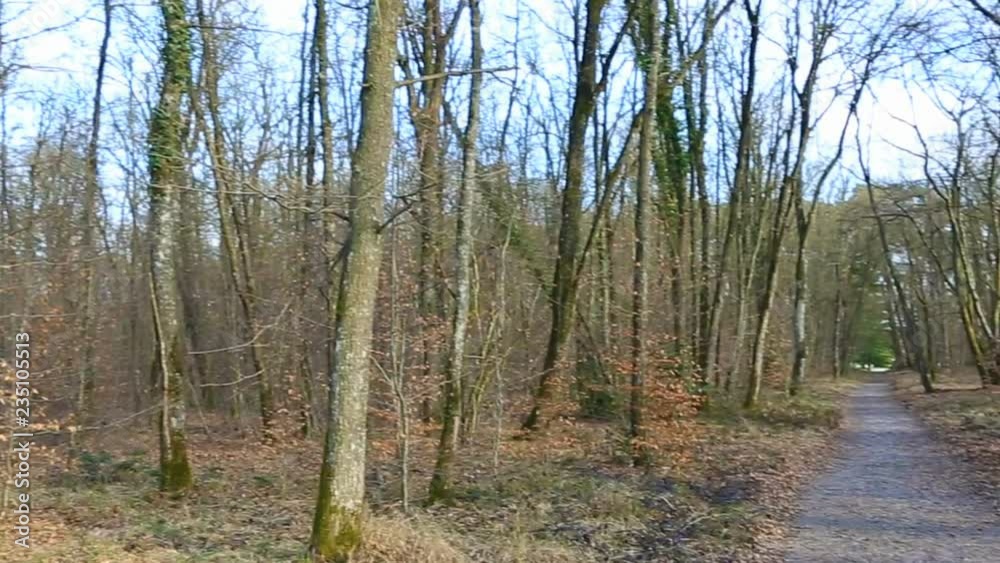 Circular view of a forest in early spring Location: Fontainebleau forest, France. Circular view of a forest in early spring Location: Fontainebleau forest, France.