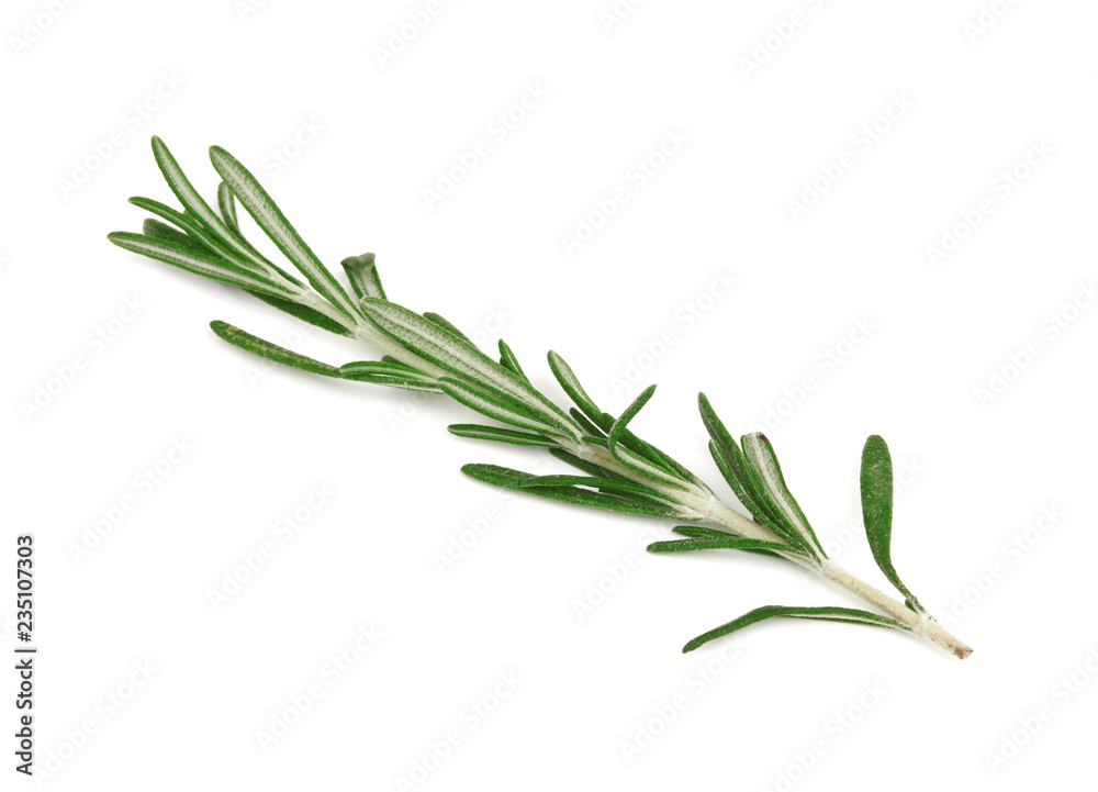 Fototapeta premium Fresh rosemary on white