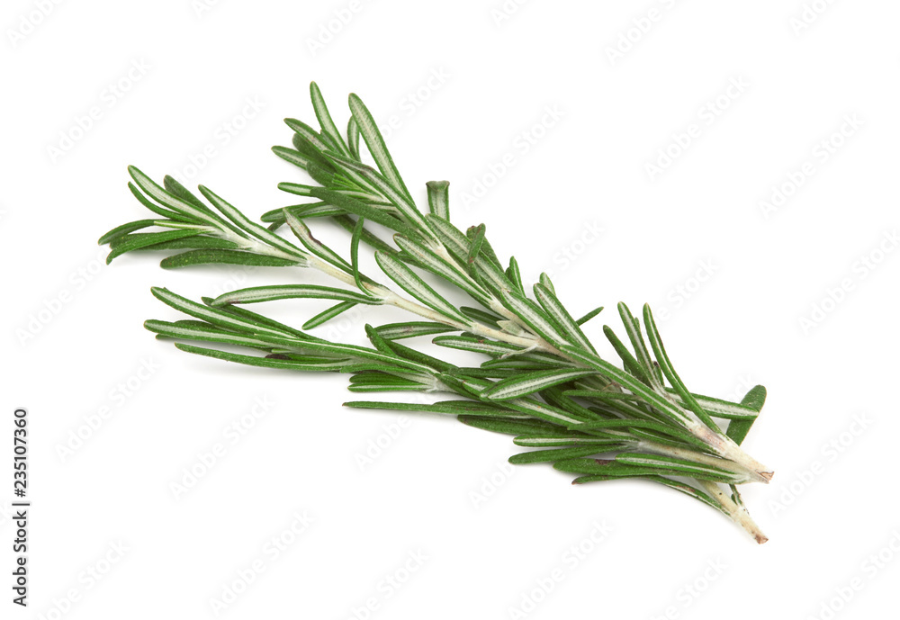 Fototapeta premium Fresh rosemary on white