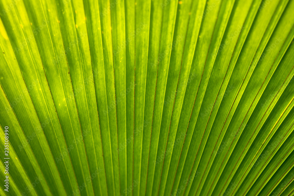 Hintergrund: Fächerpalme Hintergrund: Fächerpalme