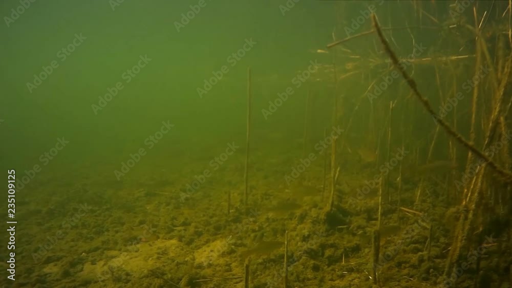 Shoal of small freshwater fish under water Shoal of small freshwater fish under water