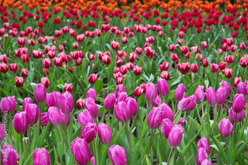 Colorful tulips in the park.