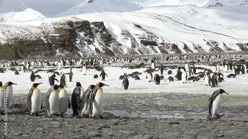 A colony of king penguins on Salisbury Plain on South Georgia in Antarctica