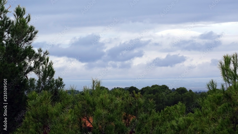 Pinos con el cielo nublado de fondo Pinos con el cielo nublado de fondo