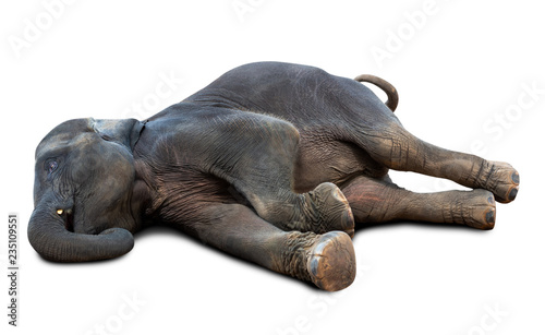 Dead elephant isolated