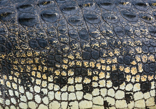 Colorful patterns of crocodile skin for the background.