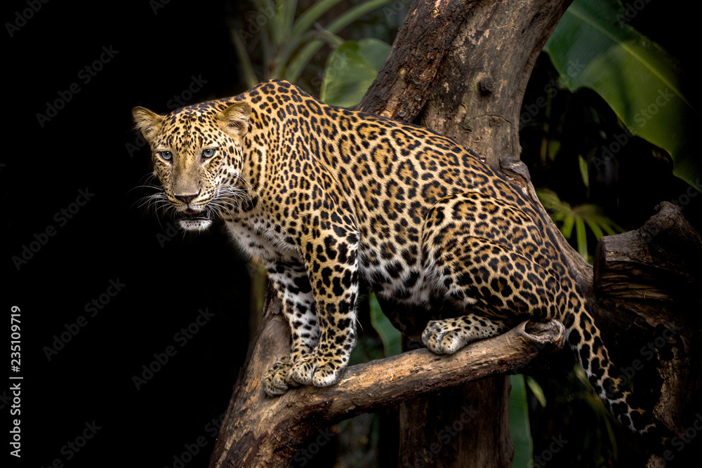 Naklejka premium Leopard is resting on a tree.