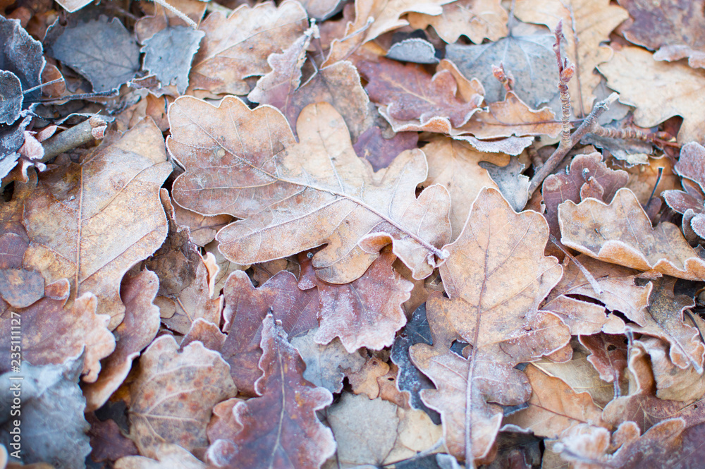 the weather is severe frost and green leaves the weather is severe frost and green leaves