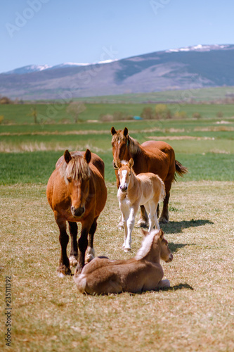 Wild horses relaxing in the pasture