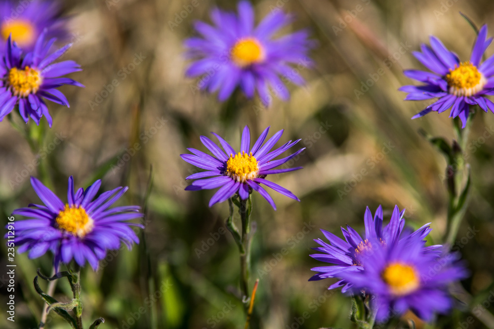 Fototapeta premium aster