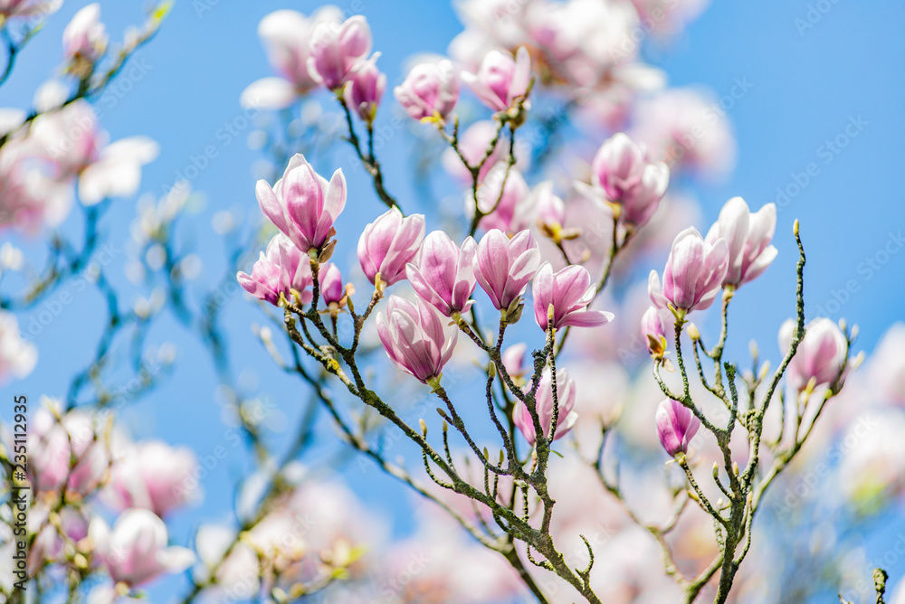 flowers of tree in spring flowers of tree in spring