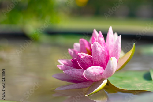 Beautiful lotus flower or water lily in a pond with green leaves in the background  In Buddhism lotus is symbolic of purity