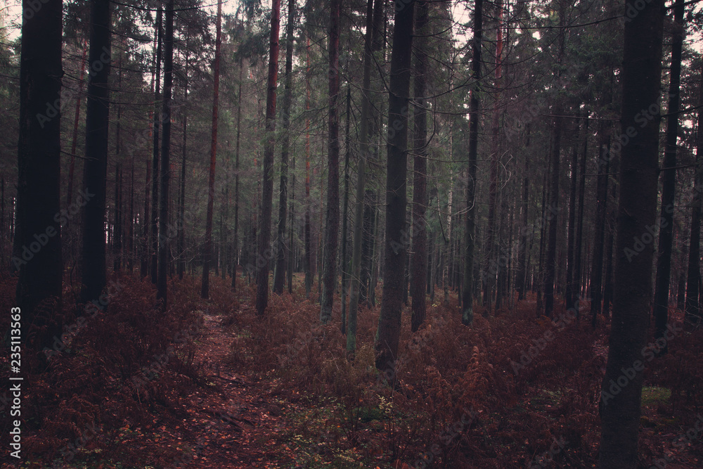 Dark fir forest in the fall with fallen needles and withered ferns, the path goes deep into the forest