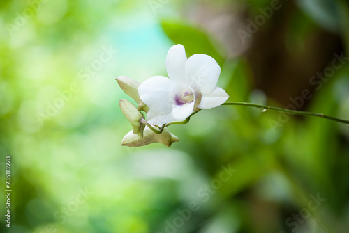 Orchid on white background.