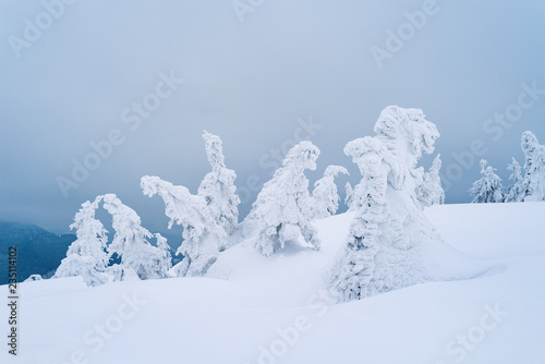 Frost covered trees on a hill
