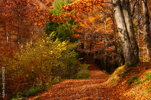 Forest landscape with autumn foliage