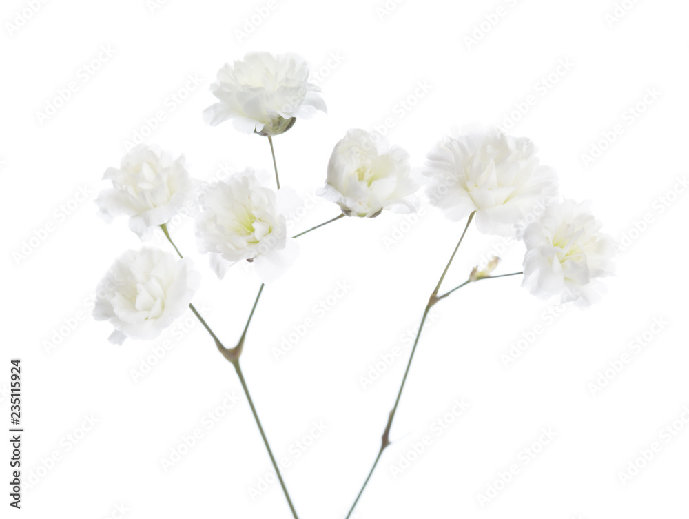 Small flowers of Gypsophila isolated on white background