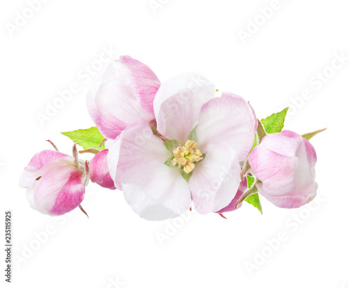 Close up of blooming apple twig isolated on white background.