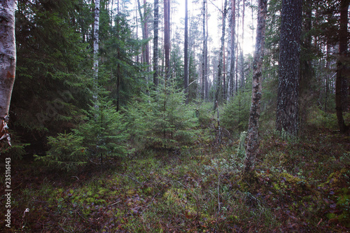 Wallpaper Mural Little Christmas trees grow in the forest Torontodigital.ca