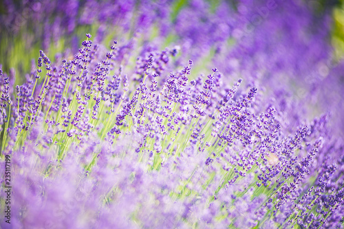 background of purple flowers © Mariusz_arts