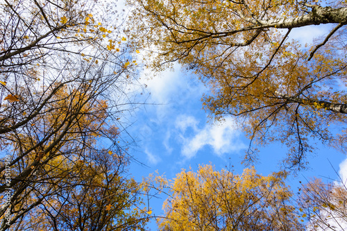 tops of birch trees with yellow leaves and blue sky with clouds