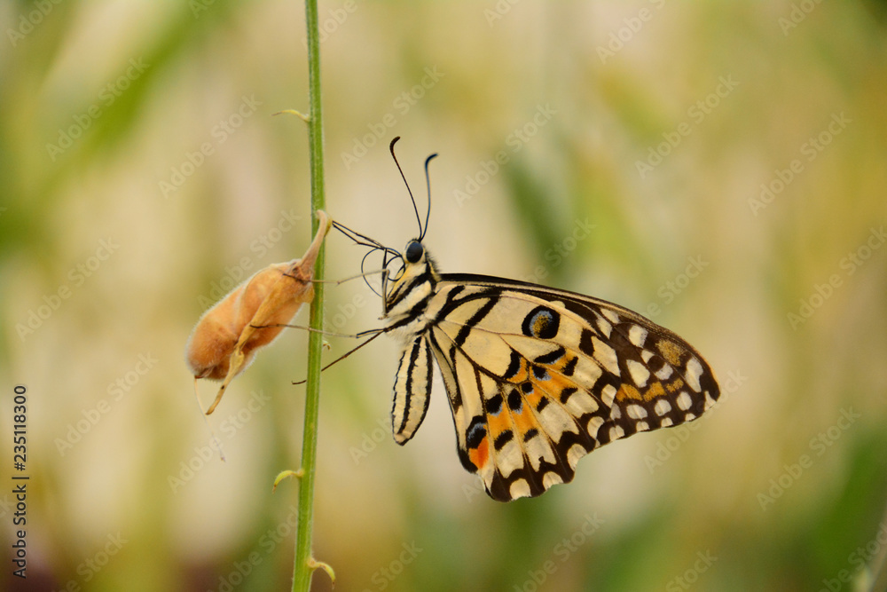 Fototapeta premium The Closeup Beautiful Butterfly