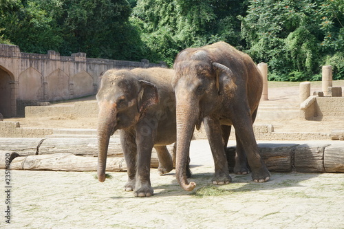 Elefant5