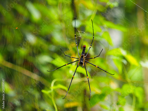Yellow with Spider Nephilidae on web with blur green blackground show fully under body balck dot , Spiny backed orb weaver(Gasteracantha cancriformis) photo
