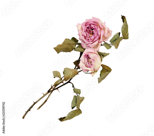 Fototapeta Naklejka Na Ścianę i Meble -  Pair of dry faded rose flowers