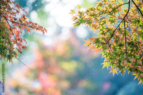 Beautiful red maple leaves at lake kinrinko, oita, Japan, in autumn sunny day, blue sky, close up, copy space