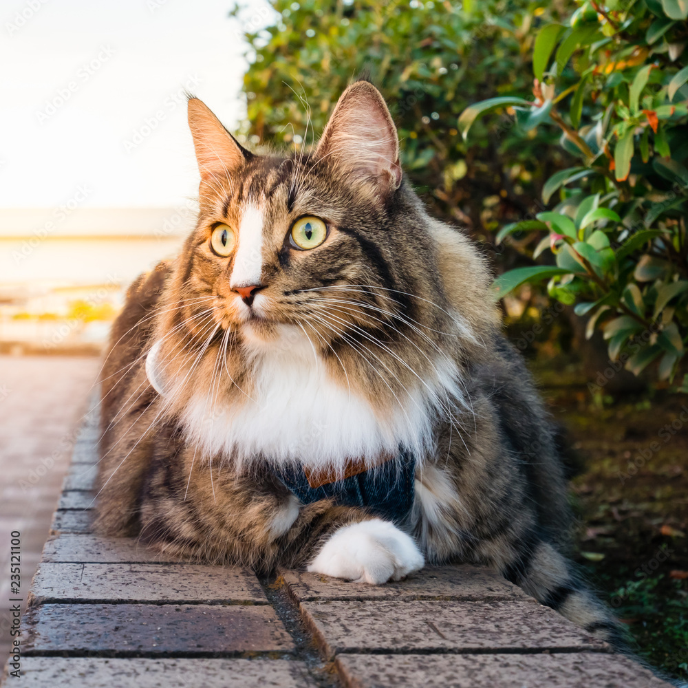 Fototapeta premium Beautiful long hair cat at the park