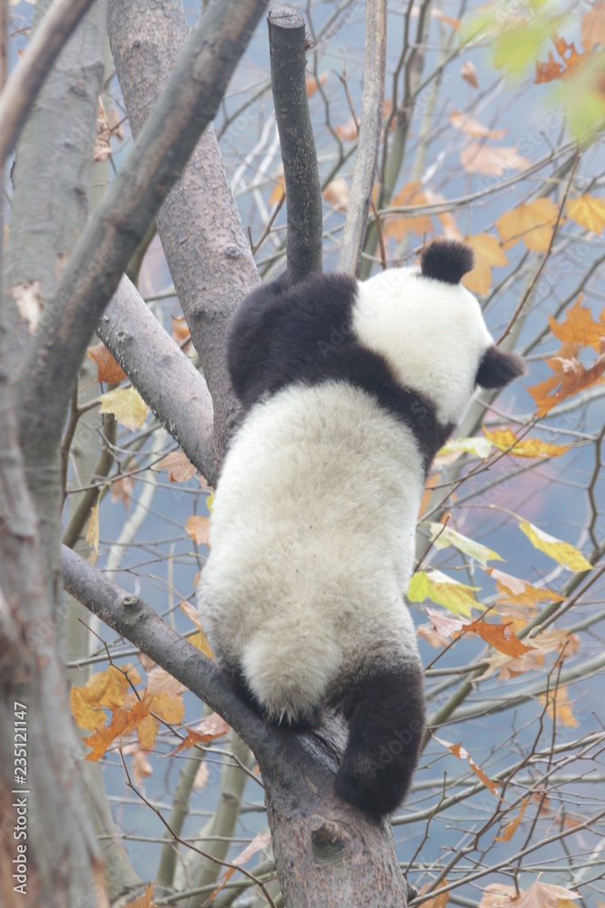 Little Panda Cub is Learning to Climb up the Tree Little Panda Cub is Learning to Climb up the Tree