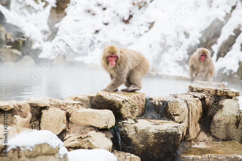 animals, nature and wildlife concept - japanese macaques or snow monkeys at hot spring of jigokudani park © Syda Productions