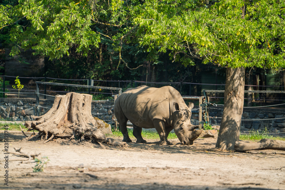 Naklejka premium nosorożec pod drzewem w zoo