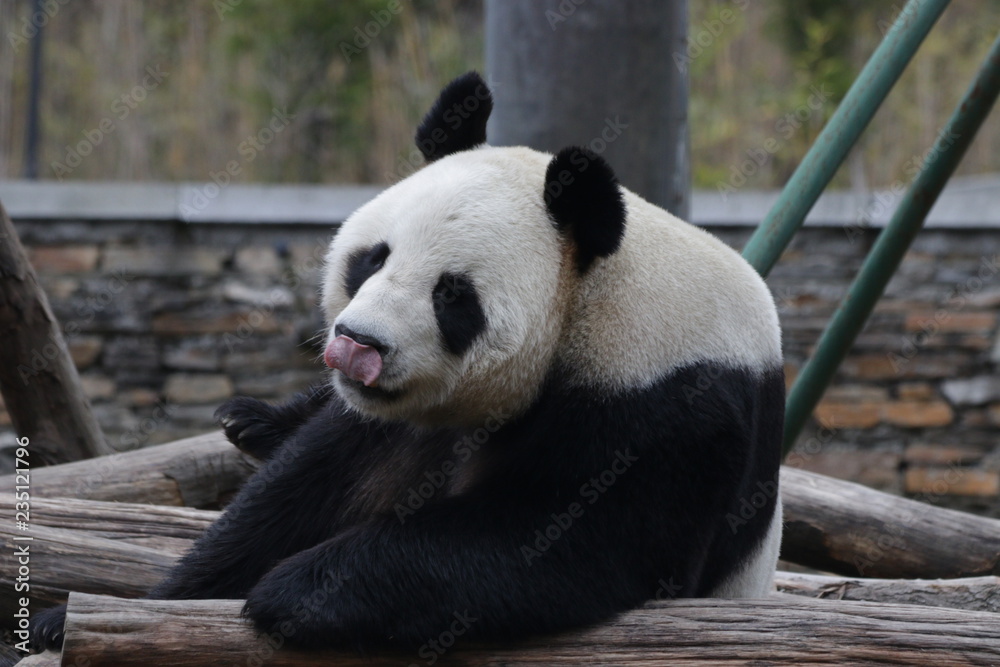 This Funny Panda is Pulling his tongue out, Wolong, China
