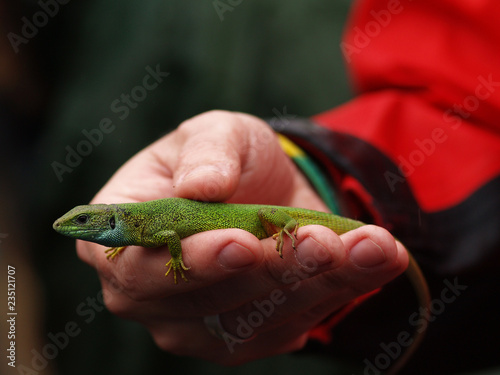 Detail view on the European green lizard (Lacerta viridis) captured in a hand of a zoologist during excursion in Hungary