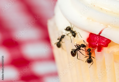 Closeup macro view of ants on a cupcake. Shallow depth of field. Focus on largest ant.  photo