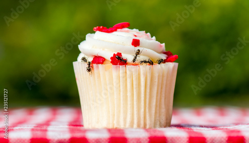 Closeup view of ants on a cupcake. There are several ants. Cupcake is on a checkered tablecloth. 