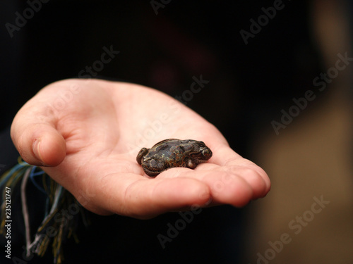 Common spadefoot (Pelobates fuscus) in hand of zoologist during university excursion