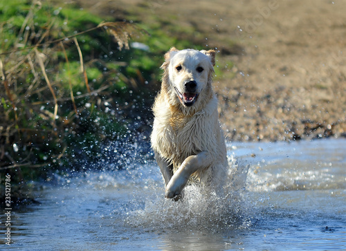 perro labrador