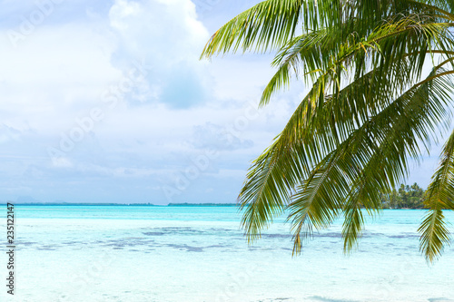 Fototapeta Naklejka Na Ścianę i Meble -  travel, seascape and nature concept - tropical beach with palm tree in french polynesia