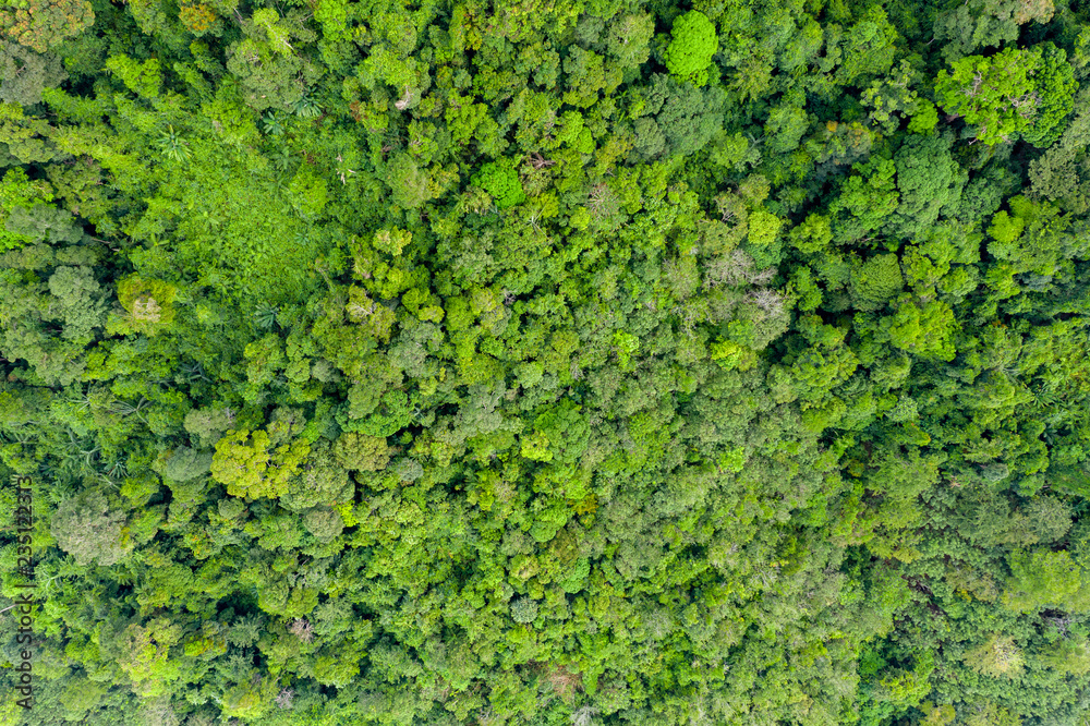 Top down aerial view of the tree canopy of dense primary tropical rainforest