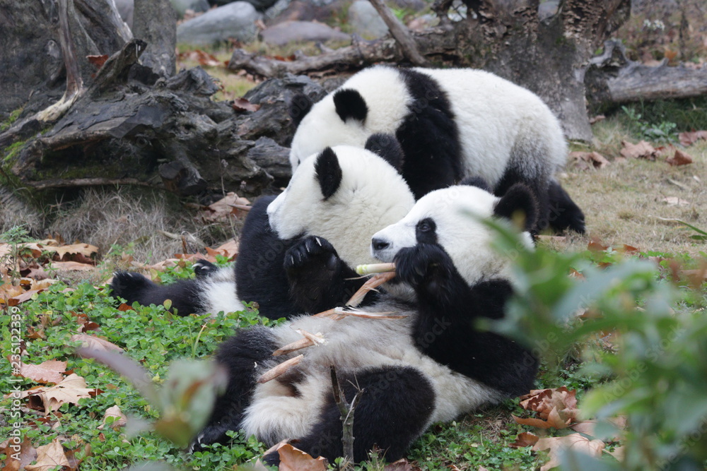 Panda Cub Group eating bamboo on the yard, Wolong, China Panda Cub Group eating bamboo on the yard, Wolong, China
