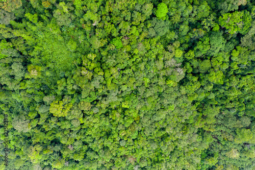 Top down aerial view of the tree canopy of dense primary tropical rainforest © whitcomberd