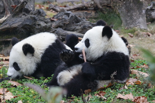 Fototapeta Naklejka Na Ścianę i Meble -  Little Panda Gangs Eating Bamboo Shoot on the Green Yard, China