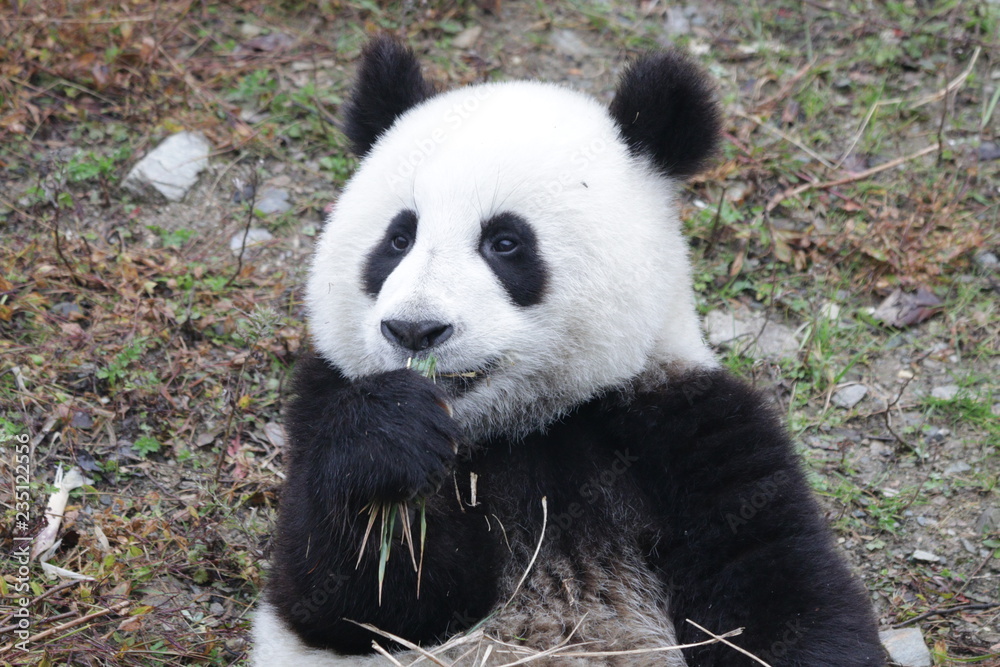 Obraz premium Little Panda Cub is Learning to Eat Bamboo Shoot, China