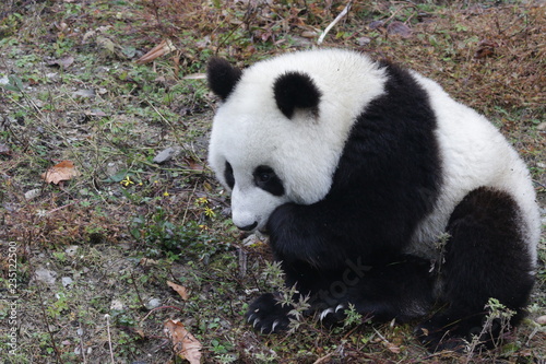 Fototapeta Naklejka Na Ścianę i Meble -  Little Panda Cub is Learning to Eat Bamboo Shoot, China
